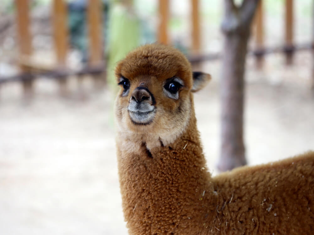 第五季動物樂園 第五季動物樂園