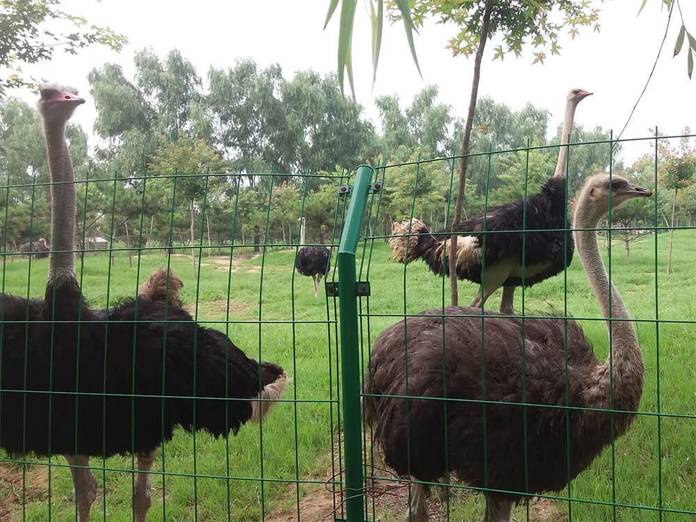 第五季動物樂園 第五季動物樂園