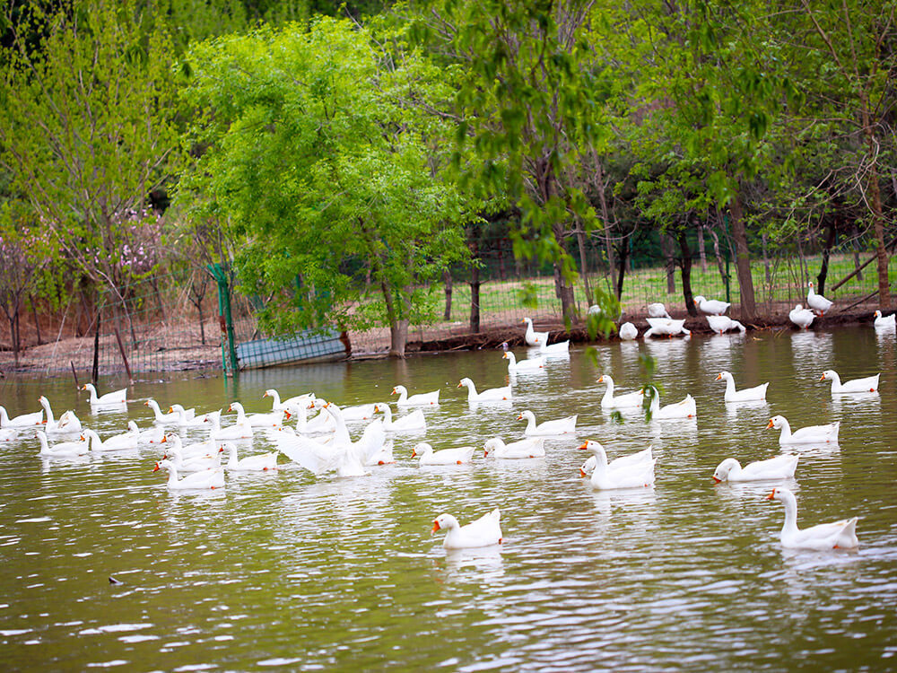 第五季動物樂園 第五季動物樂園