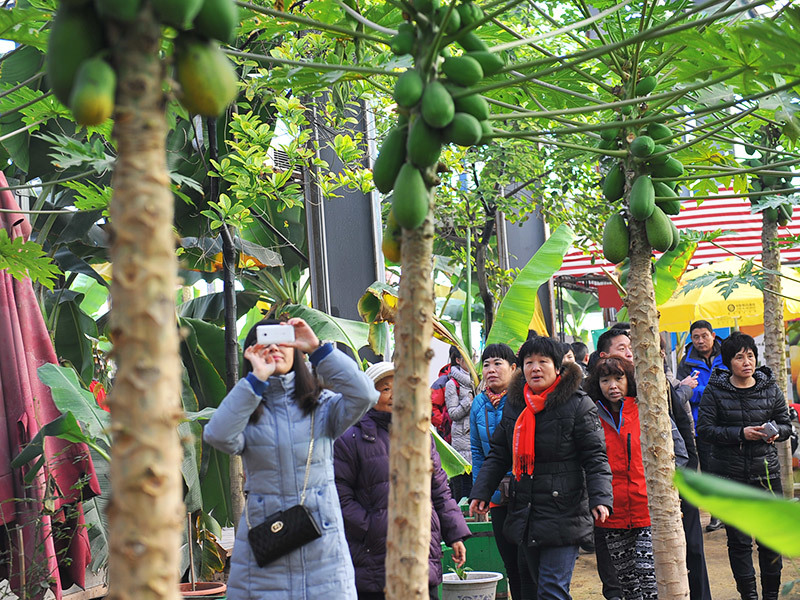 第五季台灣熱(rè)帶水果園 第五季台灣熱(rè)帶水果園