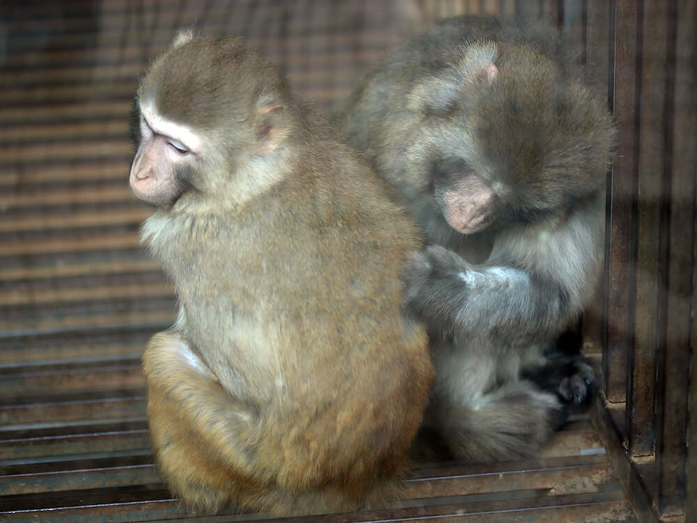 第五季動物樂園 第五季動物樂園