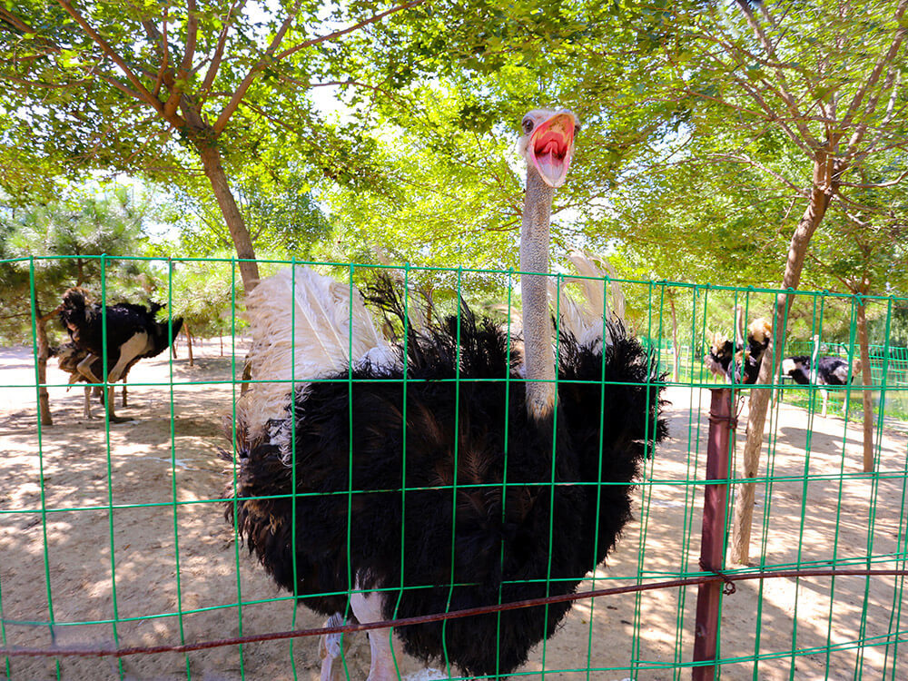 第五季動物樂園 第五季動物樂園
